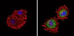 TPH1 Antibody in Immunocytochemistry (ICC/IF)