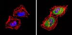 TPH1 Antibody in Immunocytochemistry (ICC/IF)