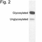 Opsin 4 Antibody in Western Blot (WB)