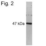 PAX6 Antibody in Western Blot (WB)