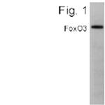 FOXO3A Antibody in Western Blot (WB)