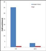 FOXC1 Antibody