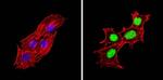 Phospho-PPAR alpha (Ser12) Antibody in Immunocytochemistry (ICC/IF)