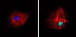 Phospho-PPAR alpha (Ser12) Antibody in Immunocytochemistry (ICC/IF)