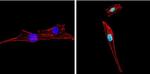 PPAR gamma-2 Antibody in Immunocytochemistry (ICC/IF)