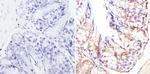 CBP Antibody in Immunohistochemistry (Paraffin) (IHC (P))