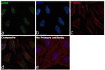 p300 Antibody in Immunocytochemistry (ICC/IF)