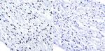 HDAC1 Antibody in Immunohistochemistry (Paraffin) (IHC (P))