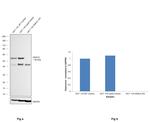 HDAC2 Antibody in Western Blot (WB)