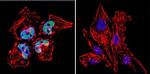 HDAC2 Antibody in Immunocytochemistry (ICC/IF)