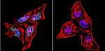 HDAC3 Antibody in Immunocytochemistry (ICC/IF)