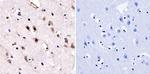 HDAC3 Antibody in Immunohistochemistry (Paraffin) (IHC (P))