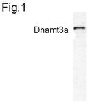 DNMT3A Antibody in Western Blot (WB)