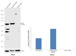 MECP2 Antibody in Western Blot (WB)