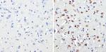 MECP2 Antibody in Immunohistochemistry (Paraffin) (IHC (P))