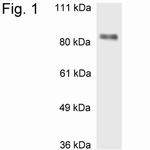 MBD1 Antibody in Western Blot (WB)