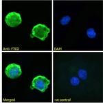 Golgi protein 58k Antibody in Immunocytochemistry (ICC/IF)