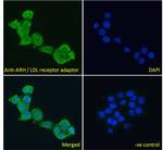 LDLRAP1 Antibody in Immunocytochemistry (ICC/IF)