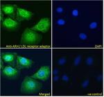 LDLRAP1 Antibody in Immunocytochemistry (ICC/IF)