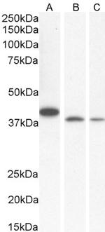 Bif1 Antibody in Western Blot (WB)