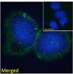 BLNK Antibody in Immunocytochemistry (ICC/IF)