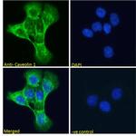 Caveolin 1 Antibody in Immunocytochemistry (ICC/IF)