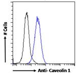 Caveolin 1 Antibody in Flow Cytometry (Flow)