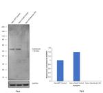 Calreticulin Antibody