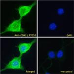 COX2 Antibody in Immunocytochemistry (ICC/IF)