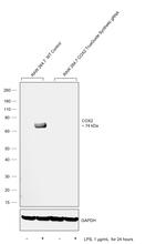 COX2 Antibody