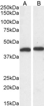 ERK1 Antibody in Western Blot (WB)