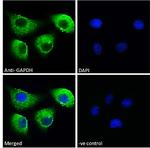 GAPDH Antibody in Immunocytochemistry (ICC/IF)