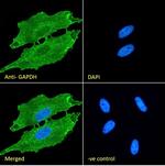 GAPDH Antibody in Immunocytochemistry (ICC/IF)