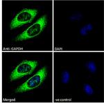 GAPDH Antibody in Immunocytochemistry (ICC/IF)