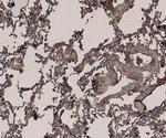 GAPDH Antibody in Immunohistochemistry (Paraffin) (IHC (P))