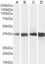 GAPDH Antibody in Western Blot (WB)