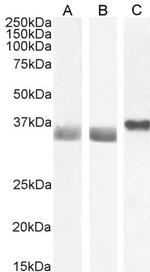 GAPDH Antibody in Western Blot (WB)