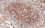 GRB2 Antibody in Immunohistochemistry (Paraffin) (IHC (P))