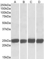 GRB2 Antibody in Western Blot (WB)