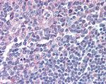 IRF8 Antibody in Immunohistochemistry (Paraffin) (IHC (P))