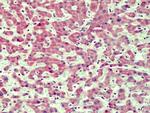 IRAK4 Antibody in Immunohistochemistry (Paraffin) (IHC (P))