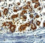 TRIM28 Antibody in Immunohistochemistry (Paraffin) (IHC (P))