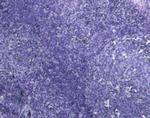 MyD88 Antibody in Immunohistochemistry (Paraffin) (IHC (P))