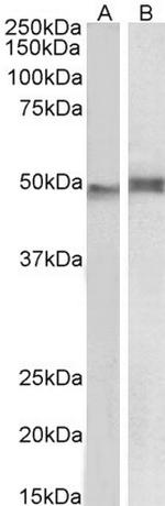 p47phox Antibody in Western Blot (WB)