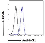 p47phox Antibody in Flow Cytometry (Flow)