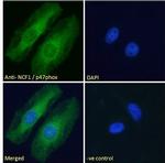 p47phox Antibody in Immunocytochemistry (ICC/IF)