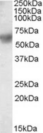 ERp57 Antibody in Western Blot (WB)