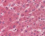 15-PGDH Antibody in Immunohistochemistry (Paraffin) (IHC (P))