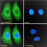 RANBP1 Antibody in Immunocytochemistry (ICC/IF)