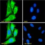 RANBP1 Antibody in Immunocytochemistry (ICC/IF)